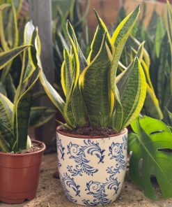 עציץ קרמיקה פייזלי כחול