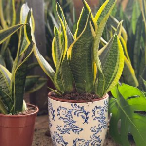 עציץ קרמיקה פייזלי כחול