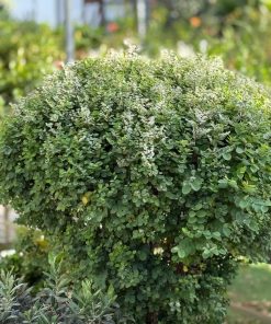 ברהניה ננסית