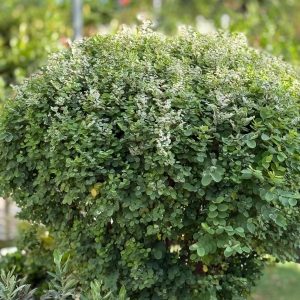 ברהניה ננסית