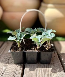 שישיית שתילי ברוקולי