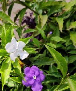 ברונפלסיה(אתמול,היום,מחר)