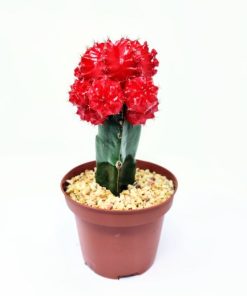 קקטוס מורכב