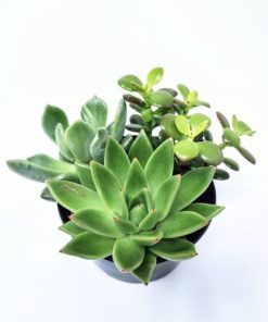 טריו סוקולנטים בקערת פלסטיק