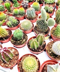 קקטוסים ע.5.5ס"מ יחידה