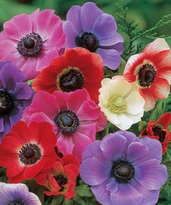 פקעות כלניות