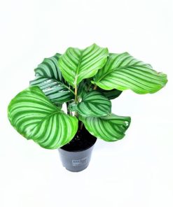 קלתאה אורביפוליה