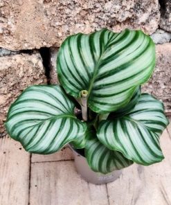 Alternative view of קלתאה אורביפוליה