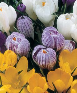 פקעות כרכום