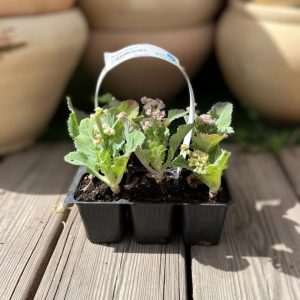 שתילי כרובית בשישייה