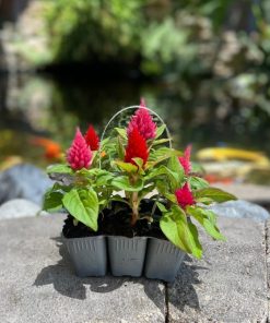 צלוזיה בשישייה