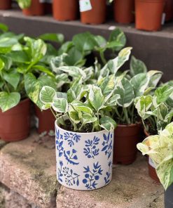 עציץ קרמיקה פרחים כחולים