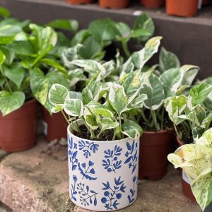 עציץ קרמיקה פרחים כחולים