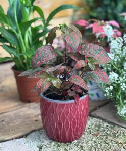 עציץ קרמיקה גלים בורדו