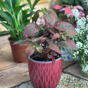 עציץ קרמיקה גלים בורדו