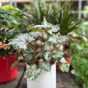 פרחים לבנים