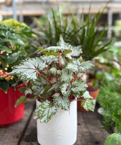 פרחים לבנים