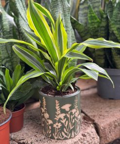 עציץ קרמיקה פרחים ירוקים