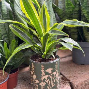 עציץ קרמיקה פרחים ירוקים