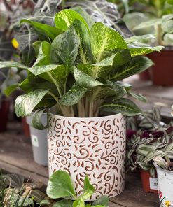 עציץ קרמיקה עלים חומים