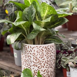 עציץ קרמיקה עלים חומים