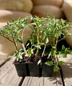 שישיית שתילי עגבניות