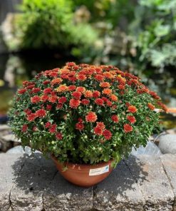 חרצית בקערה