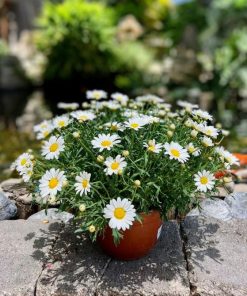 חרצית שיחית