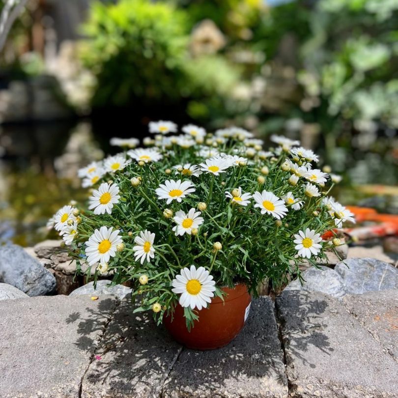 חרצית שיחית