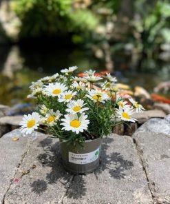 חרצית שיחית