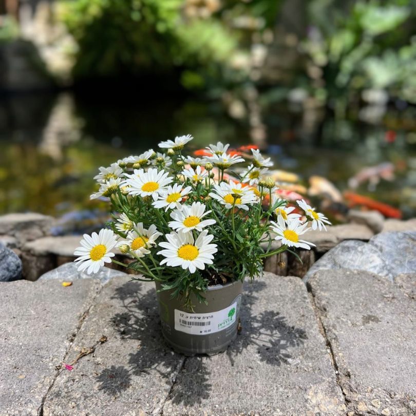 חרצית שיחית