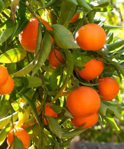 קלמנטינה מיכל