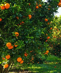 קלמנטינה אור