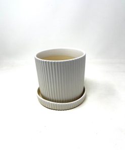 כלי פסים עם תחתית לבן