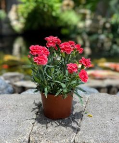 ציפורן סיני