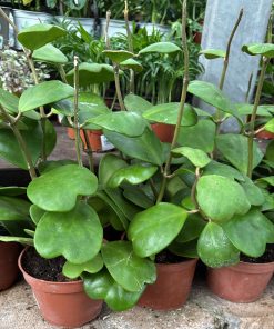 בת שבע לב ע. 12