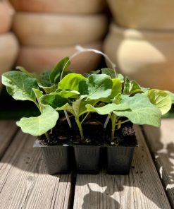 שישיית שתילי חציל