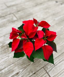 חלבלוב הדור