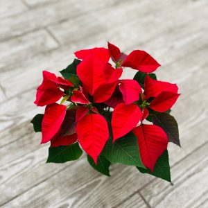 חלבלוב הדור