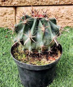 קקטוס ע.15 (ferocactus)