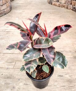 פיקוס גומי מגוון