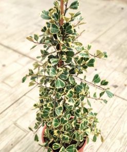 פיקוס סוויט הארט