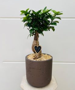 פיקוס בונסאי לבבי