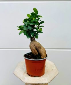 פיקוס בונסאי