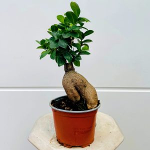 פיקוס בונסאי