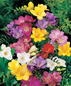 פקעות פרזיות