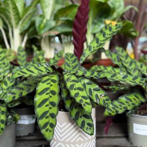 עציץ גיאומטרי