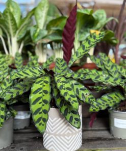 עציץ גיאומטרי