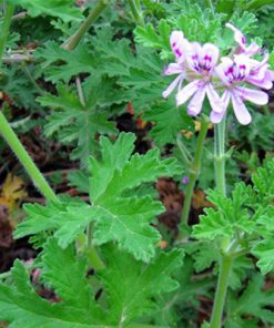 גרניום לימוני