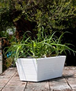 GIRASOLE PLASTIC POT